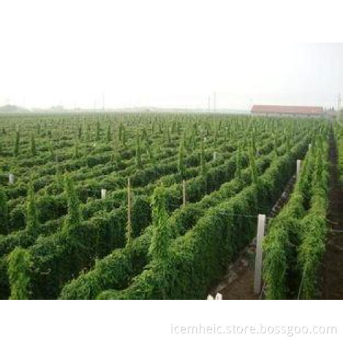 Yam Extract Diosgenin chinese medical herbs Anti-infection